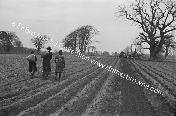 ST MARY'S ON THE LAND SOWING POTATOES